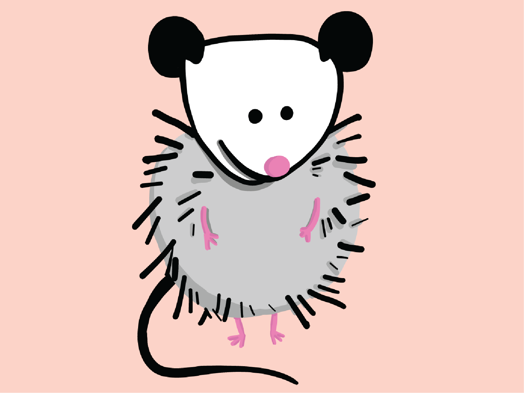 Illustration of a cute possum